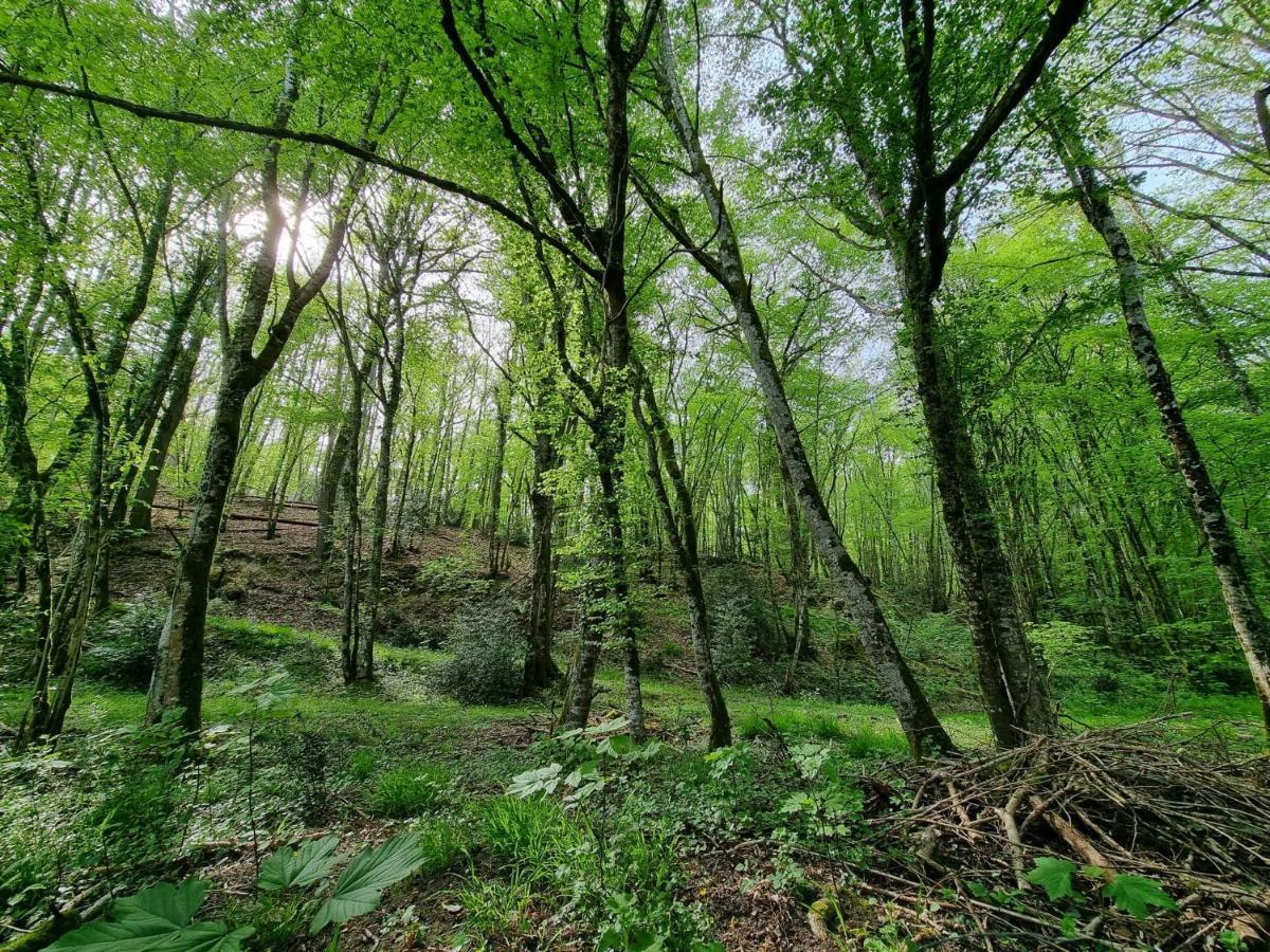 Le Domaine Du Cerf - Gites, Nature Et Spa Saint-Ouen-les-Vignes Dış mekan fotoğraf